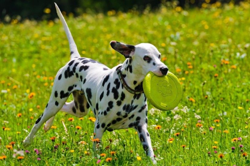 Dalmatian Tag - Game Dalmatian Spots Dog Pictures Quotes for HD 16:9 High  Definition