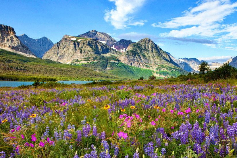 Glacier National Park Wildflowers Wallpaper HD