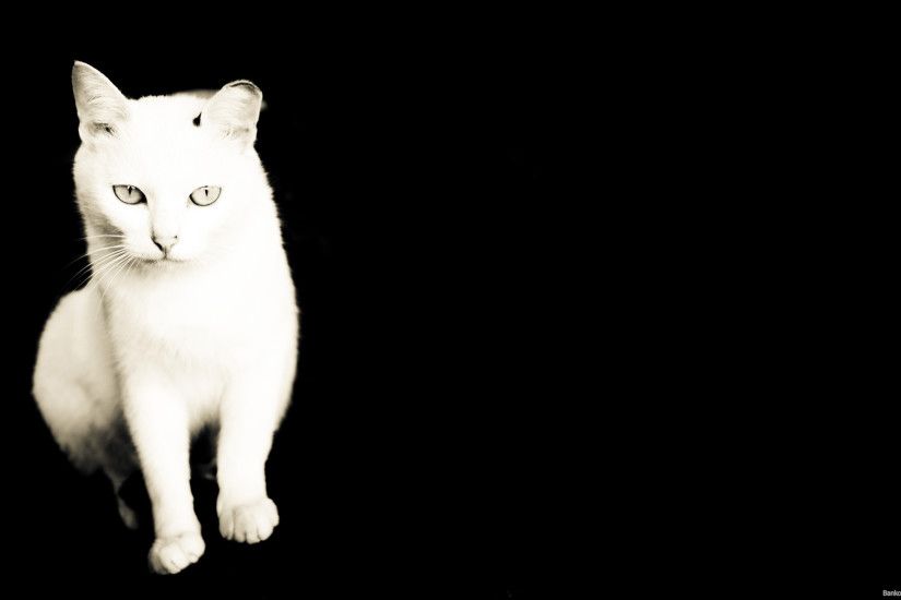 White cat on a black background