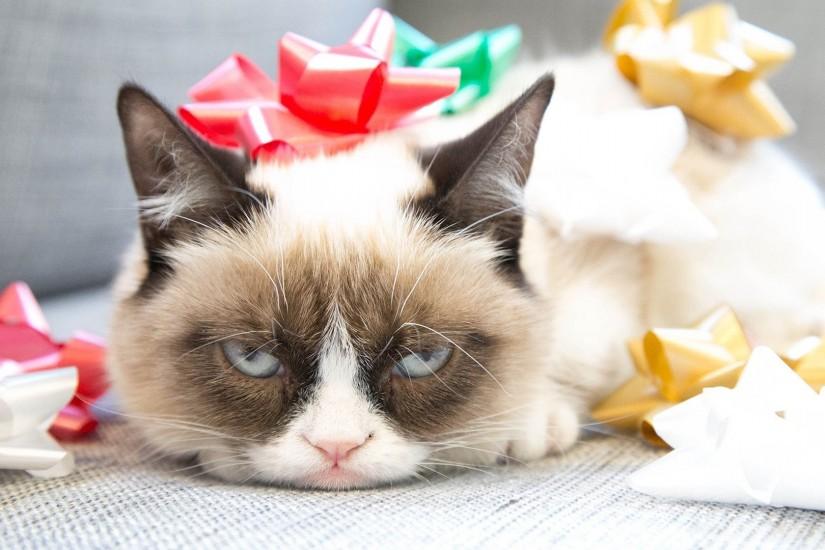 Grumpy Cat Christmas Wallpaper 846060