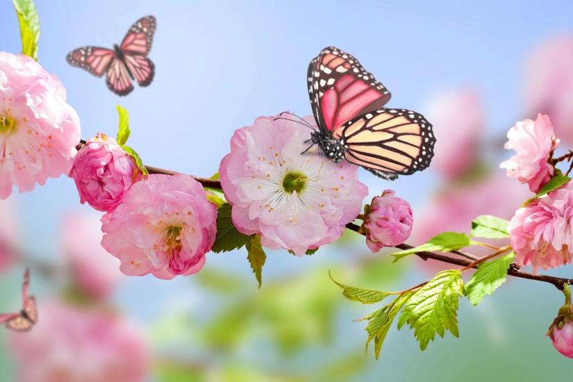 Pink Flower Spring Image ...