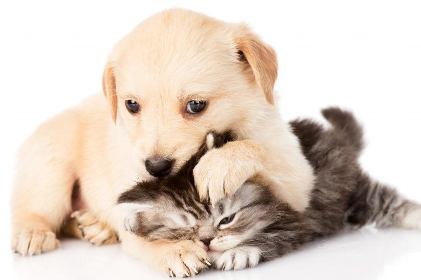 1920x1080 Animal Wallpaper: Puppies And Kittens Photo Wallpapers for  Desktop .