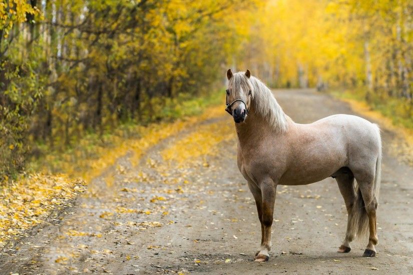 HD *** Autumn park and horse *** Wallpaper