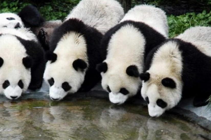 panda wallpapers
