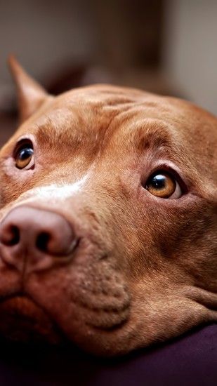 1080x1920 Wallpaper pitbull, dog, face, eyes, sadness