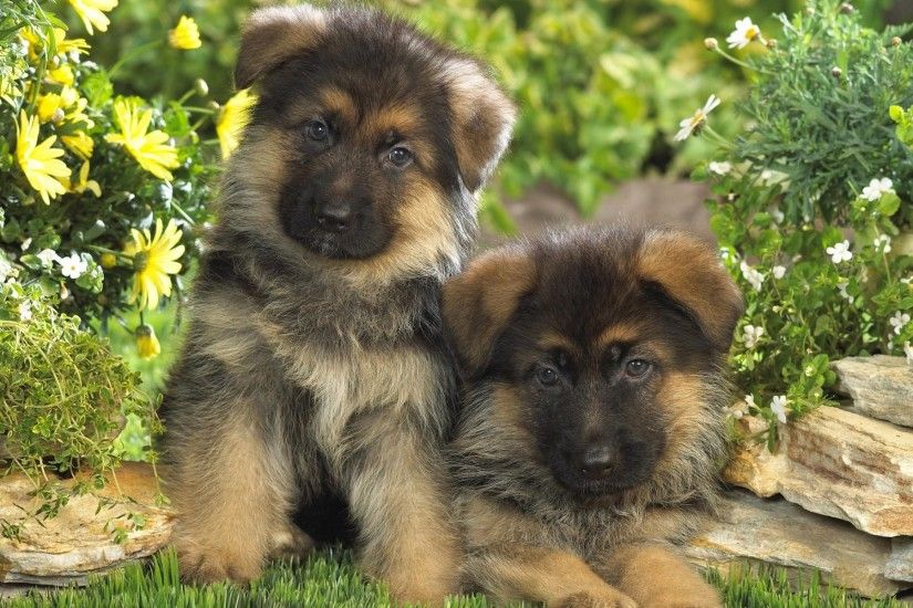 Cute German Shepherd Puppies Wallpapers 1080p