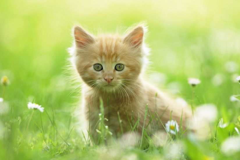 ... Very Cute Kitten Wallpaper Funny Cat Dog Pictures | HD Wallpapers .
