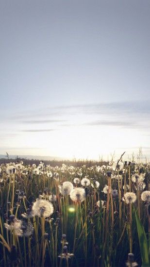 Nature Love Flower Dandelion iPhone 6 wallpaper