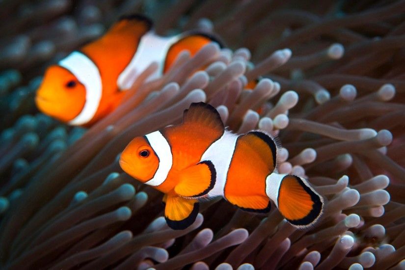 Cute Clown Fish Wallpaper Wallpaper