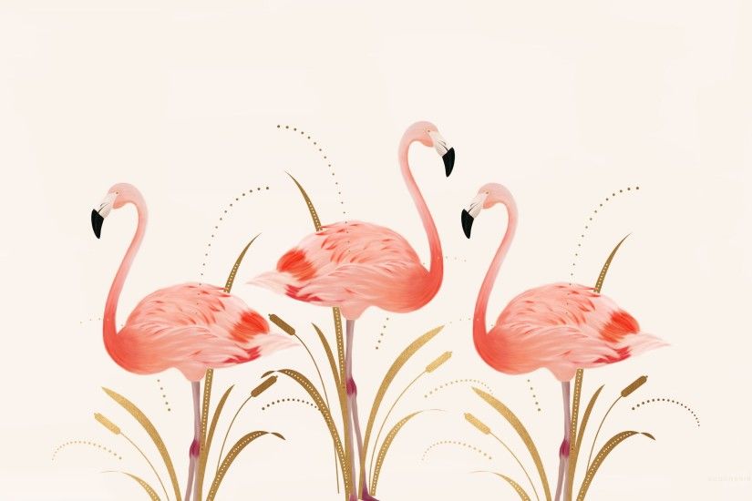 Flamingo Wallpapers Hd Resolution