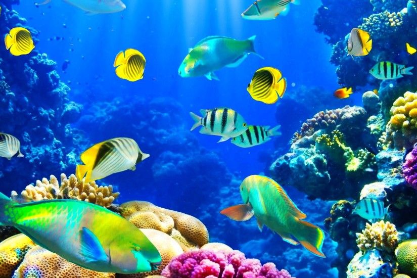 Nature Underwater Fishes Ocean Fish Sea Sealife Koi Live Wallpaper Free  Download For Tablet - 1920x1080