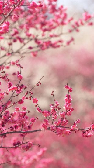 cool pink-blossom-nature-flower-spring-iphone6-plus-wallpaper