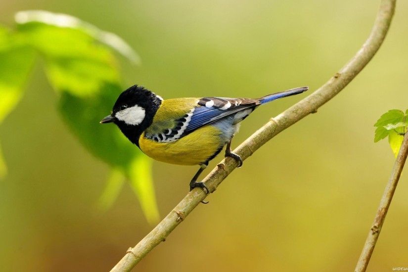 Lovely-Birds-1920%C3%97-Picture-Of-Bird-