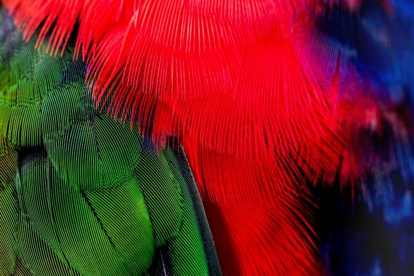 2560x1600 Wallpaper feathers, green, red, bird