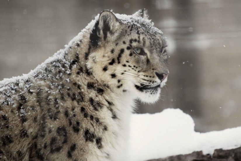 HD Snow Leopard Wallpapers