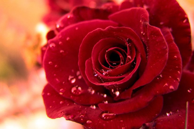 Cool Background of Red Rose Flower