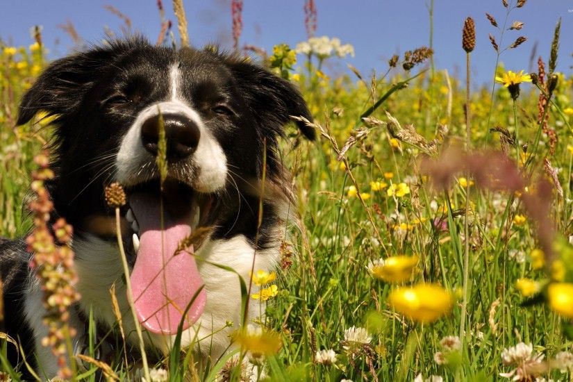 Border Collie Wallpapers Android Apps on Google Play