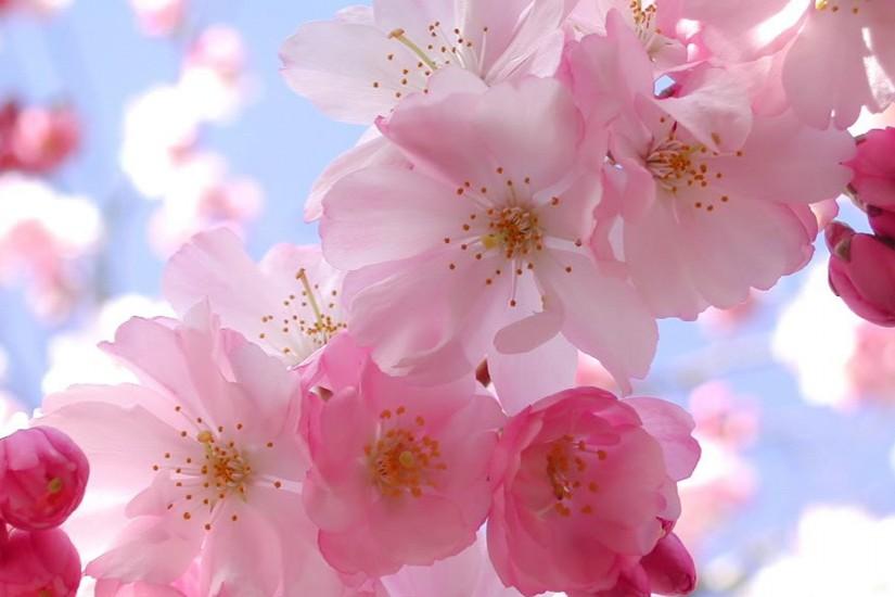 Pink Cherry Blossom Wallpaper for iPhone Wallpaper with 1920x1080 .