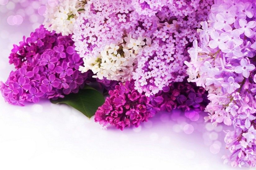 purple flowers background - Google Search