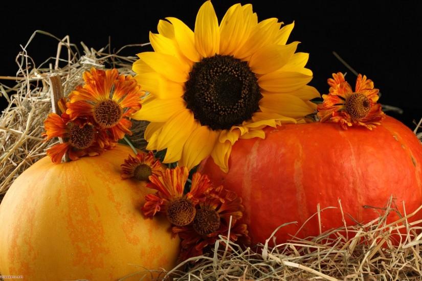 Sunflower and pumpkins - Free Desktop Wallpaper, HD Wallpapers .