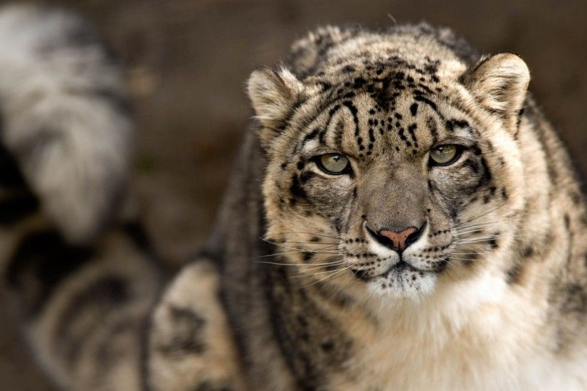 snow leopard, look, predator