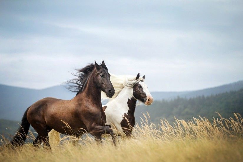 ... 9 best Horses images on Pinterest | Horse wallpaper, Animals and .