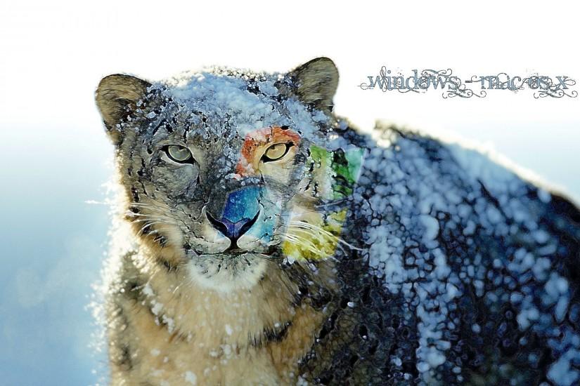 Hd Wallpaper Wallpapers Snow Leopard Background 2560x1600PX ~ Snow .