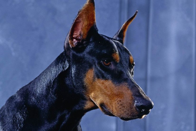 Animal - Doberman Pinscher Animal Dog Face Close-Up Wallpaper