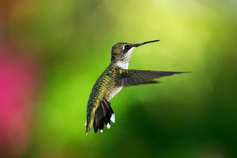 3840x2160 Wallpaper hummingbird, bird, background, flight