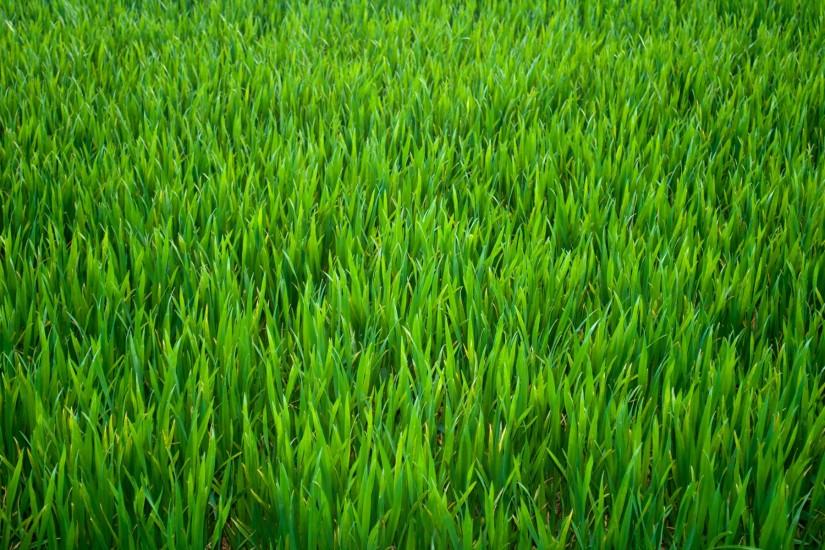 widescreen grass background 1920x1200