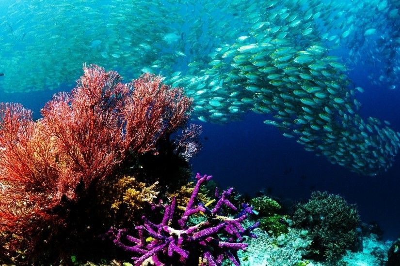 Animals fishes underwater water ocean sea colors school swim reef life  nature detail photography wallpaper |