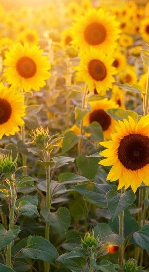 Sunflower field flowers 6000x4000 wallpaper, 1647x3000 iphone wallpaper  #sunflower #field #flowers