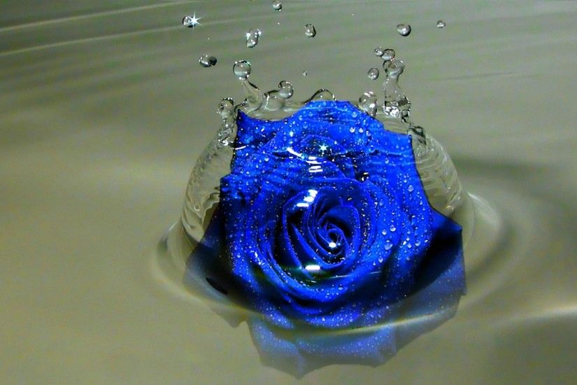 Blue rose splash wallpapers HD.