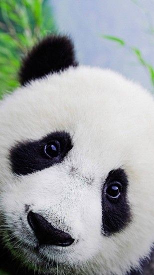 Cute Baby Panda Wallpaper For iPhone HD