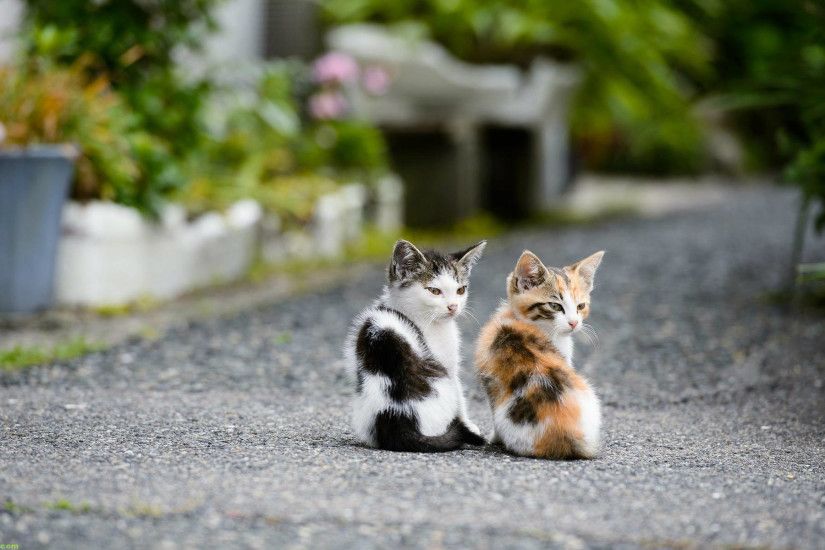 Cute Kittens HD Wallpapers