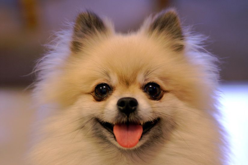 File:Smiling Tan Pomeranian.jpg - Wikipedia, the free encyclopedia