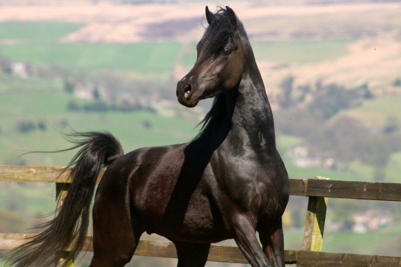 ... Horse Backgrounds for Your Computer - Wallpapers Browse Arabian Horse  Wallpapers Arabian ...
