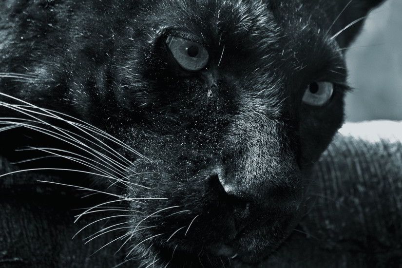 black panther cat. Â«Â«