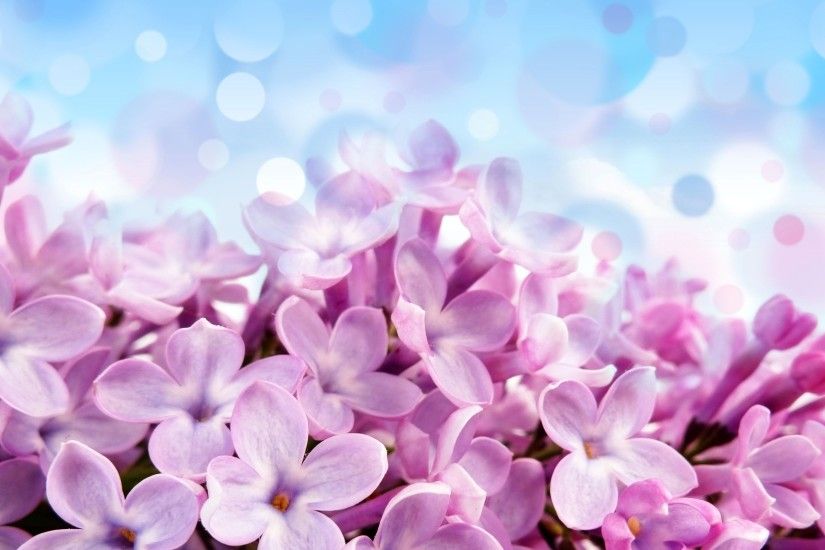 Lilacs are my favorite flower and the sight and smell of them make me smile.