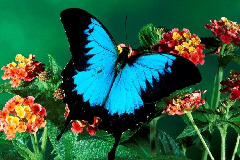 Butterfly Wallpapers Share Android Apps on Google Play 1920Ã1080 Butterfly  Picture | Adorable Wallpapers
