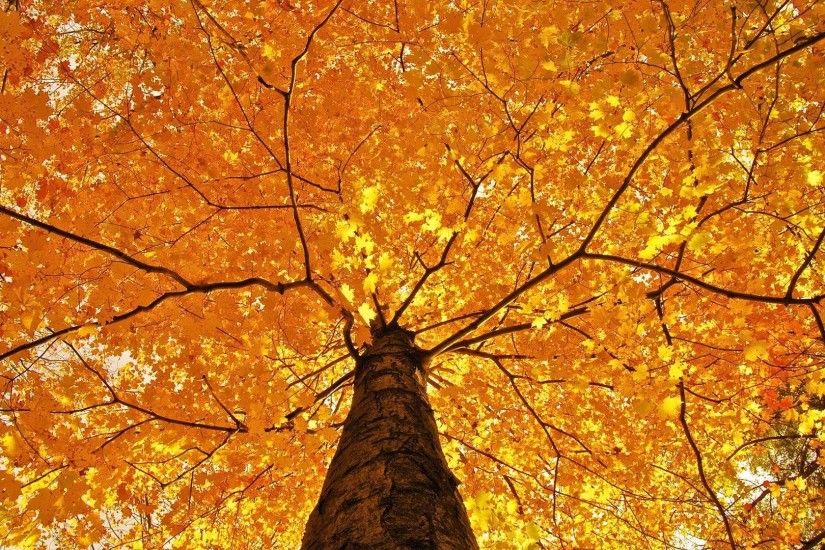 Download Fall Scenery Wallpaper Free.