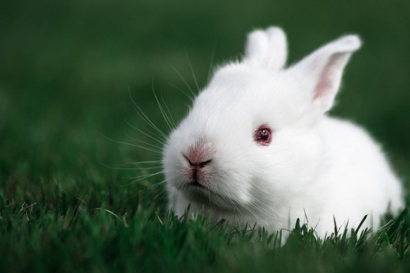 White rabbit rabbit bunny baby easter wallpaper | 2048x1356 | 719354 |  WallpaperUP