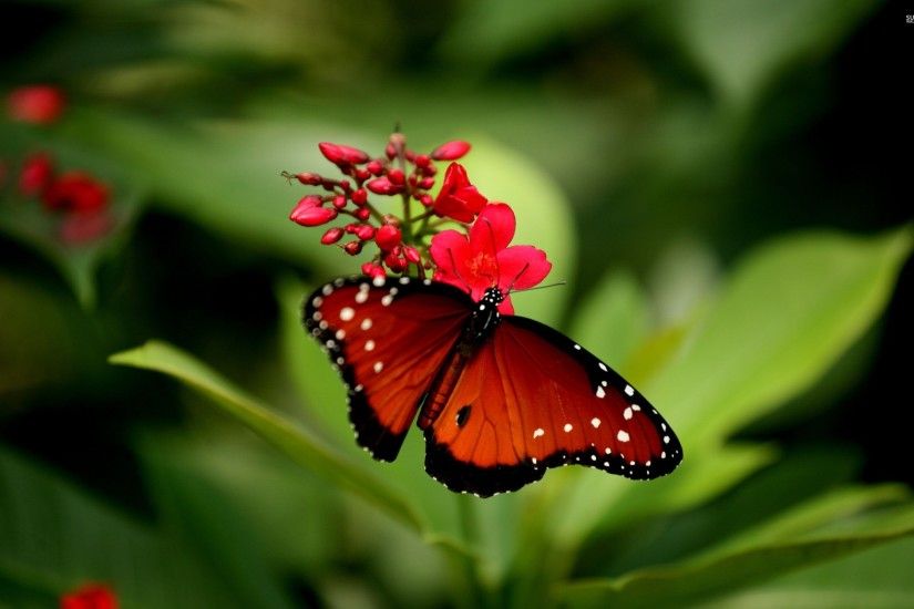 Image Buterfly Wallpaper download.