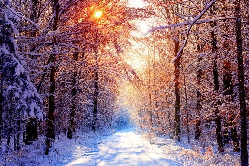 nature, Road, Trees, Snow, Winter Wallpapers HD / Desktop and Mobile  Backgrounds