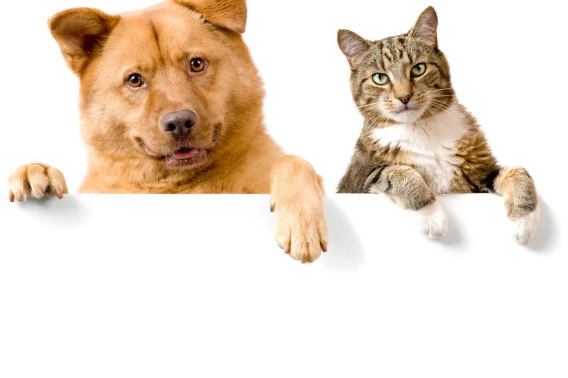 Net Cats And Dogs Wallpapers Group (82 ) ...