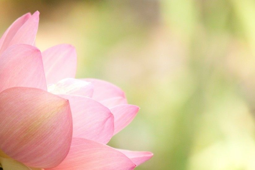 angled pink lotus wallpaper the pond blog