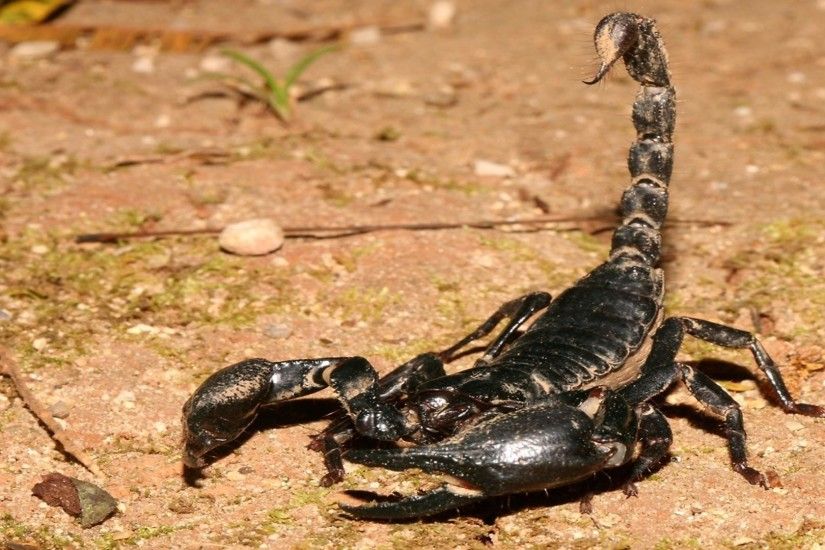 free scorpion picture apple amazing artworks high definition best wallpaper  ever samsung wallpapers free pictures 1920Ã1080 Wallpaper HD