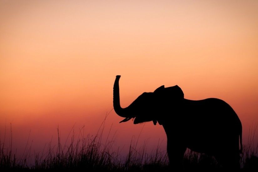 nature, Animals, Baby Animals, Elephants, Silhouette, Sunset, Grass, Alone,  Minimalism Wallpapers HD / Desktop and Mobile Backgrounds