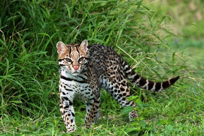 ... Ocelot HD Wallpaper 2560x1600