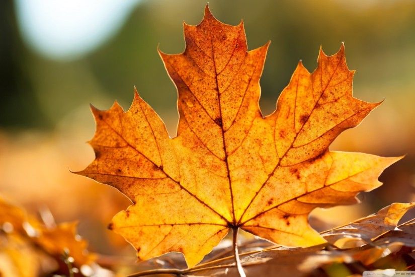 Leaf Wallpaper HD Amazing Wallpaperz | HD Wallpapers | Pinterest | Wallpaper  and Live wallpapers